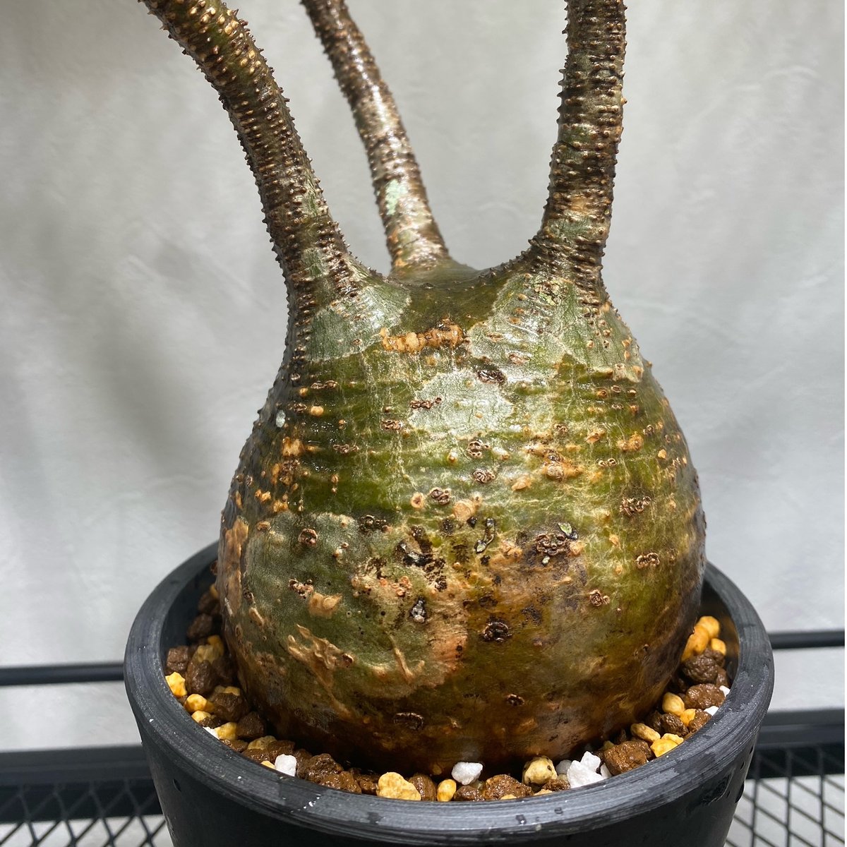 パキポディウム　グラキリス パキポディウム グラキリス L | morikoro plants