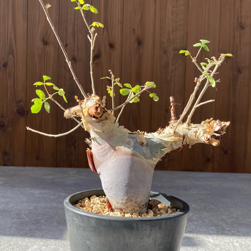 コミフォラ カタフ ターカネンシス No.1308 | misomaru_base