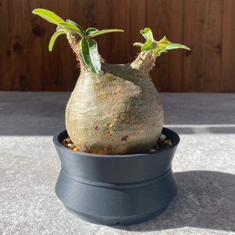 パキポディウムグラキリス | STORES