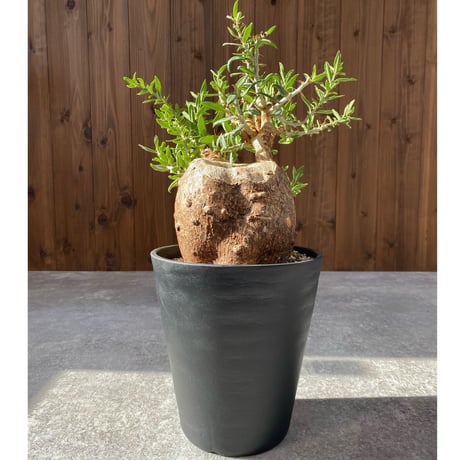 パキポディウムグラキリス | STORES