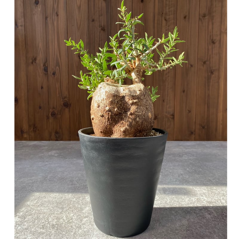 パキポディウム ビスピノーサム No.1492 | misomaru_base