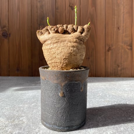 ユーフォルビアデシドゥア | STORES