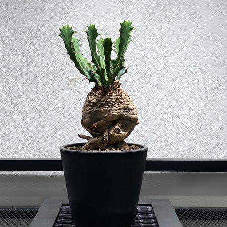 【希少】ユーフォルビア　トルチラマ　検パキプス　グラキリス　塊根　クラビゲラ 802PLANTS SHOP植物紹介！ ユーフォルビア 塊根 グラキリス 多肉