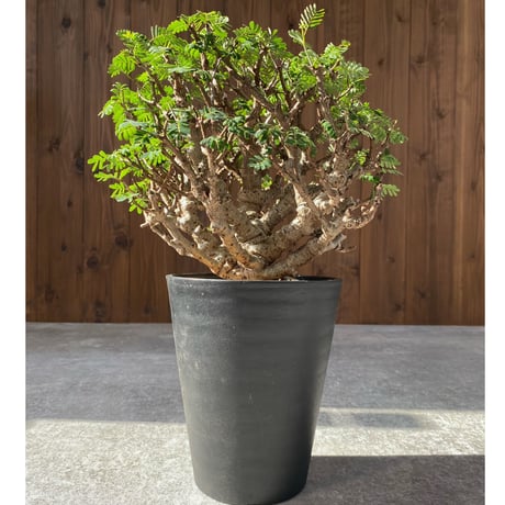 センナメリディオナリス | STORES