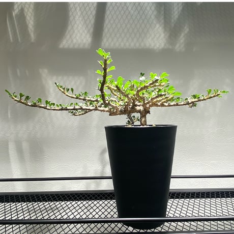 バンデリエティアエ | STORES