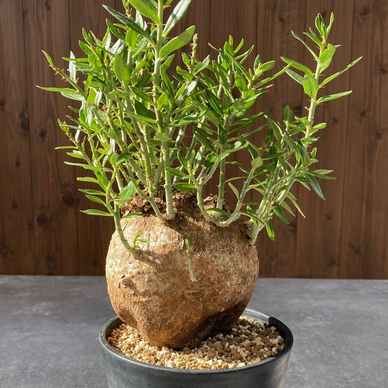 m*s様 パキポディウムビスピノーサム　現地株　発根済み パキポディウム ビスピノーサム No.1523 | misomaru_base