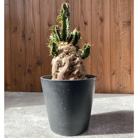 ユーフォルビアムランジーナ | STORES