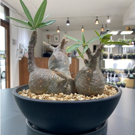 パキポディウム・グラキリス