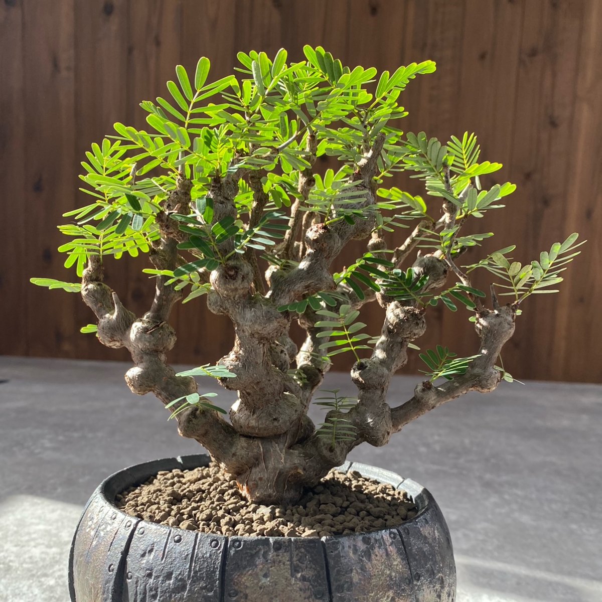 センナ　メリディオナリス センナ メリディオナリス No.1218 | misomaru_base