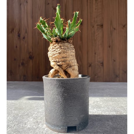 ユーフォルビアクラビゲラ | STORES