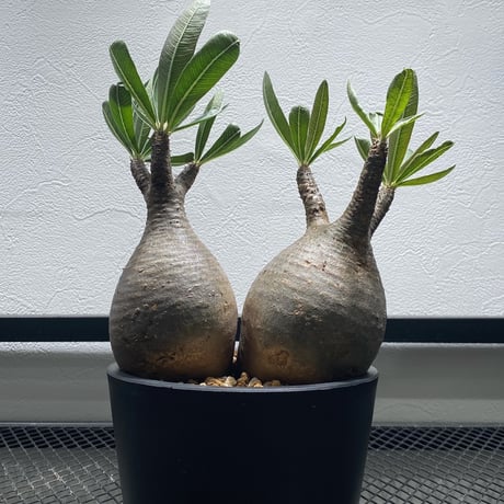 ダブルヘッドグラキリス | STORES