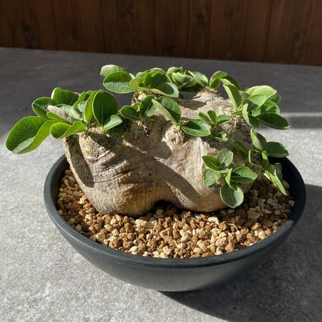 パキポディウム 恵比寿笑い Pachypodium brevicaule ⑪ fit=scale-down,w=1200