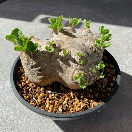 パキポディウム　ブレビカウレ② パキポディウム ブレビカウレ 