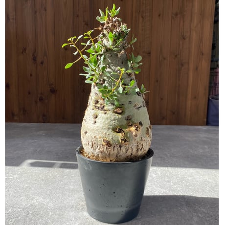 コルムナリス | STORES