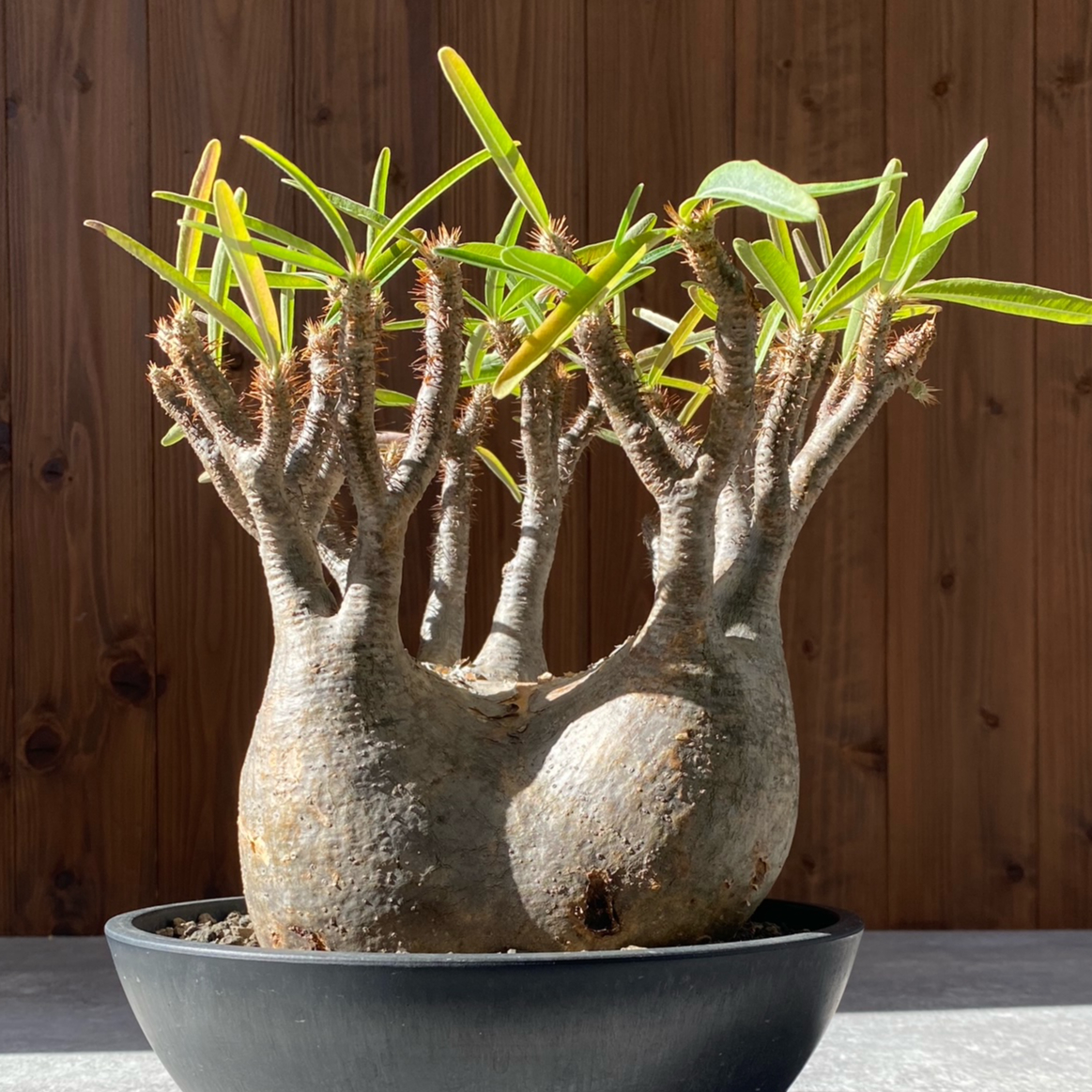 パキポディウム グラキリス No.213 | misomaru_base