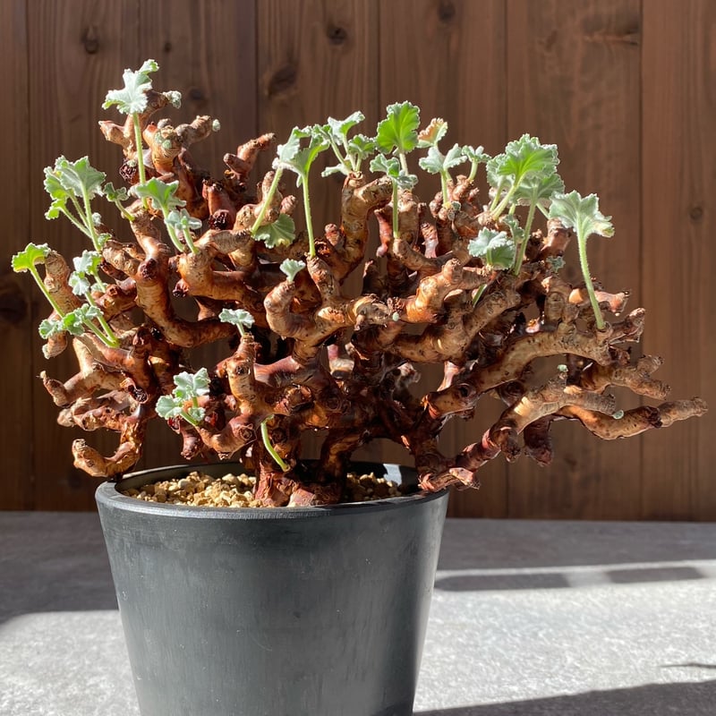 bon25　ペラルゴニウム ミラビレ ペラルゴニウム ミラビレ - 観葉植物・生花・ドライフラワー通販 SULK