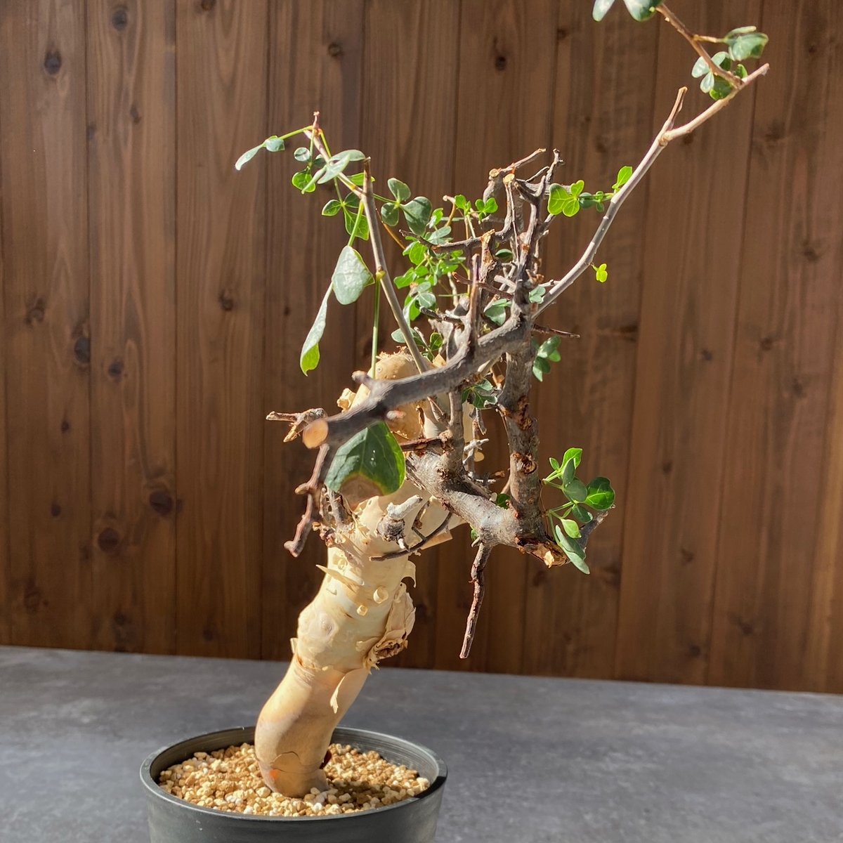 コミフォラ カタフ ピュア No.1418 | misomaru_base