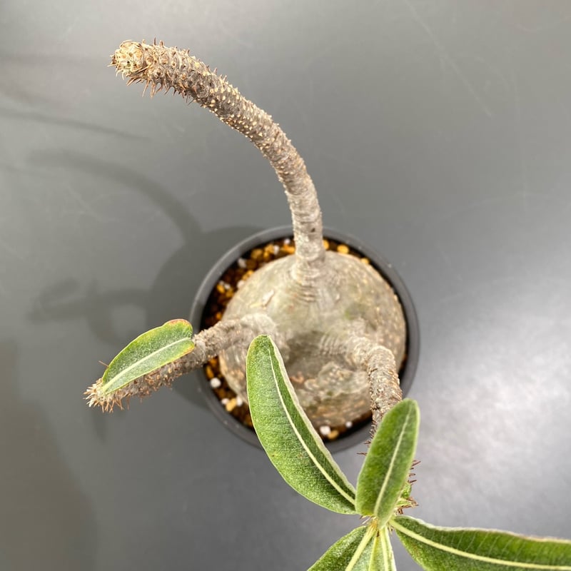 パキポディウムグラキリス パキポディウム グラキリス No.403 | misomaru_base