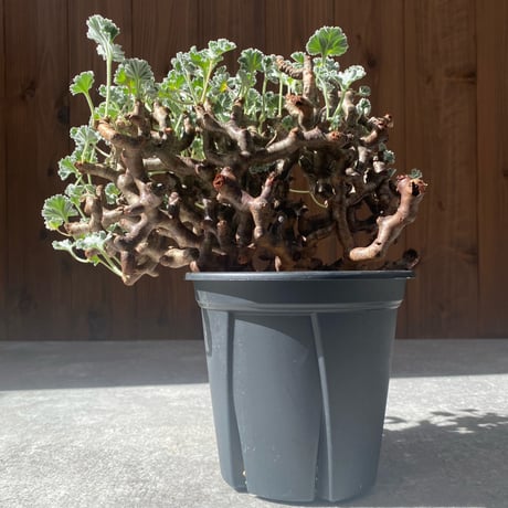 ペラルゴニウムミラビレ | STORES