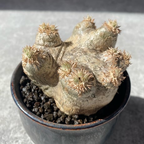 パキポディウムブレビカウレ | STORES