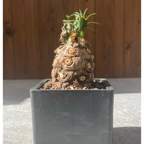 コーデックス | STORES