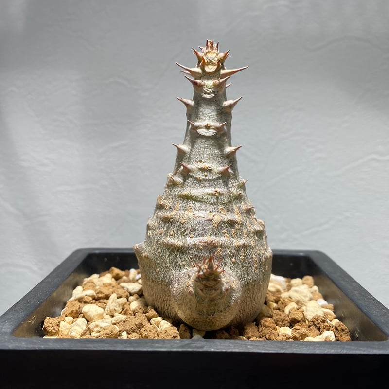 パキポディウム ウィンゾリー No.1267 | misomaru_base