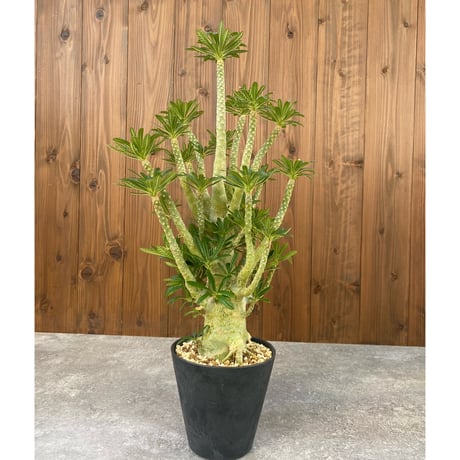 ドルステニアギガス ドルステニアギガス | STORES