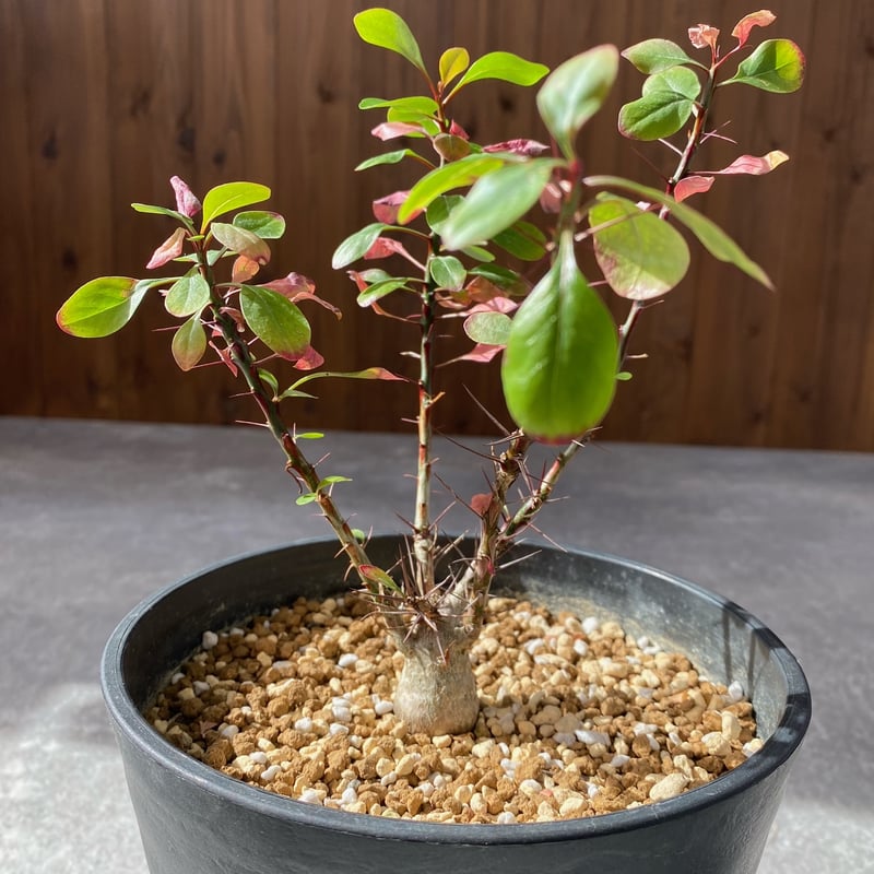 フォークイエリア ファシクラータ No.1736 | misomaru_base