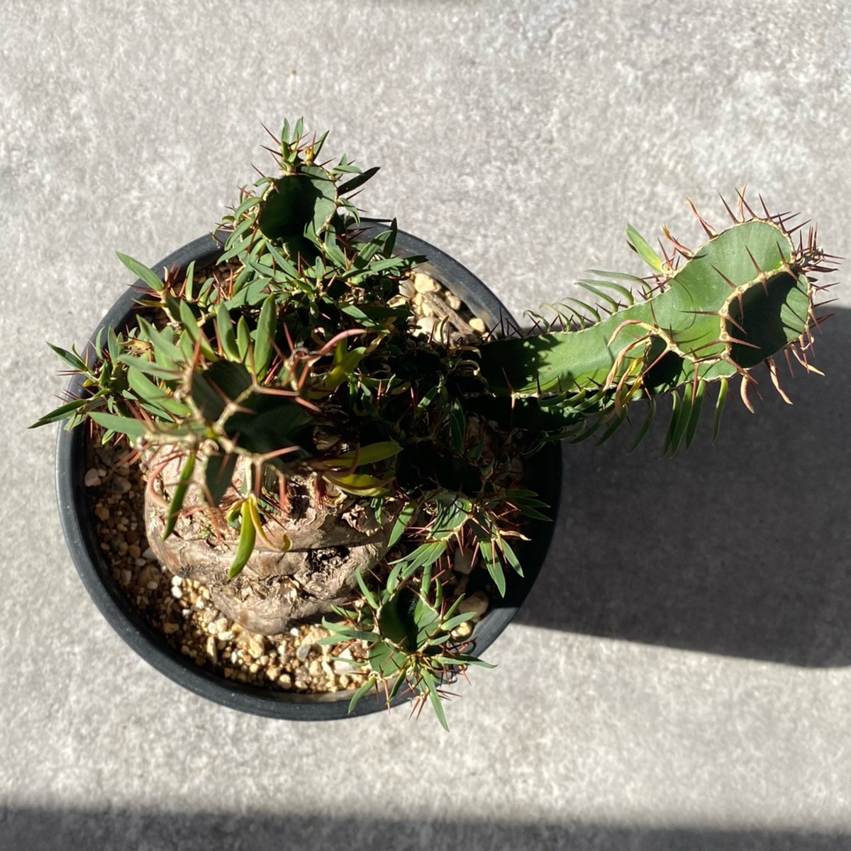 ユーフォルビア ムランジーナ No.26-21 | misomaru_base