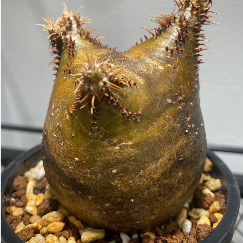 パキポディウム グラキリス No.403 | misomaru_base