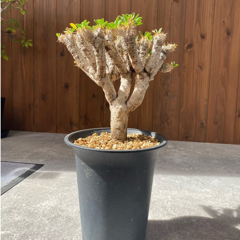 ユーフォルビア ギラウミニアナ No.1496 | misomaru_base