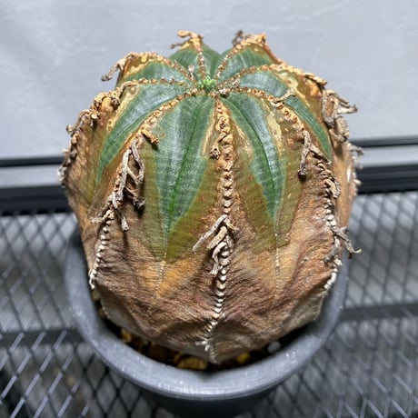 ユーフォルビア | STORES