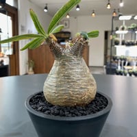 パキポディウム グラキリス No.423 | misomaru_base