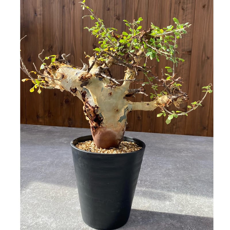 コミフォラ カタフ ターカネンシス No.1526 | misomaru_base