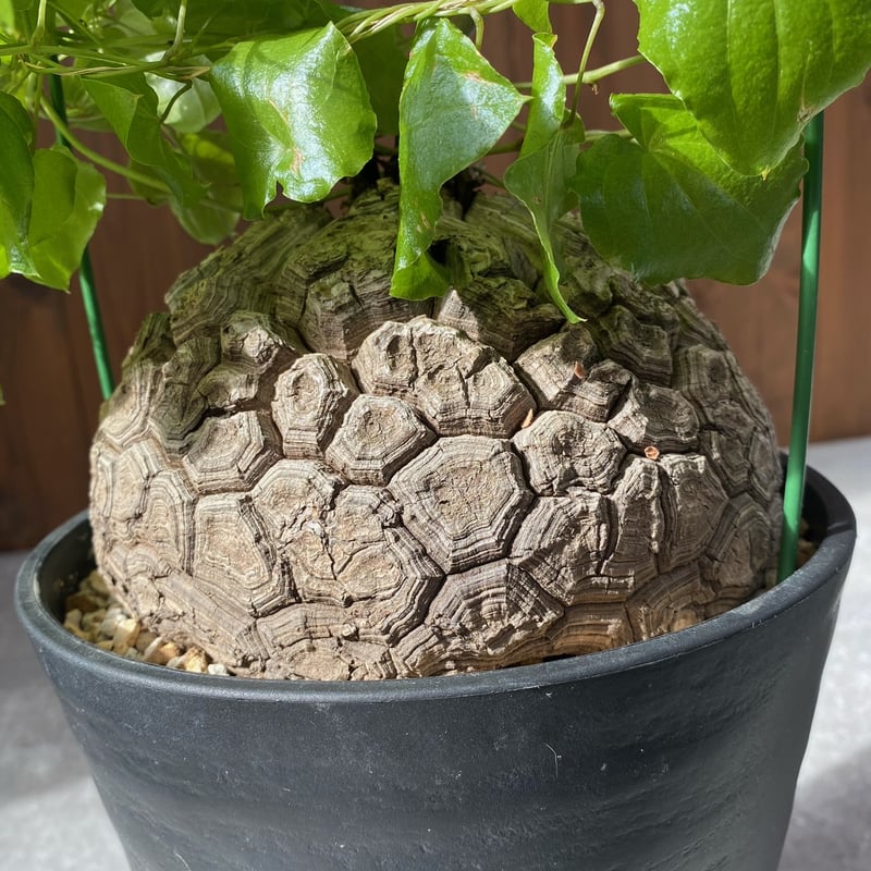 亀甲竜 ディオスコレア エレファンティペス No.26-6 | misomaru_base