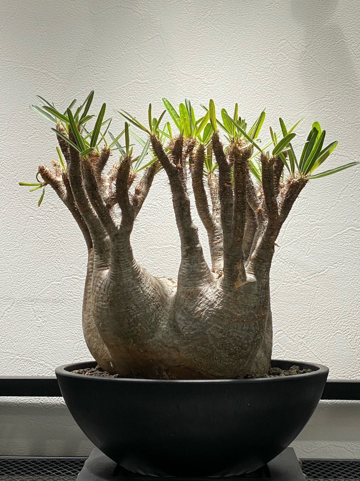 パキポディウム グラキリス No.213 | misomaru_base