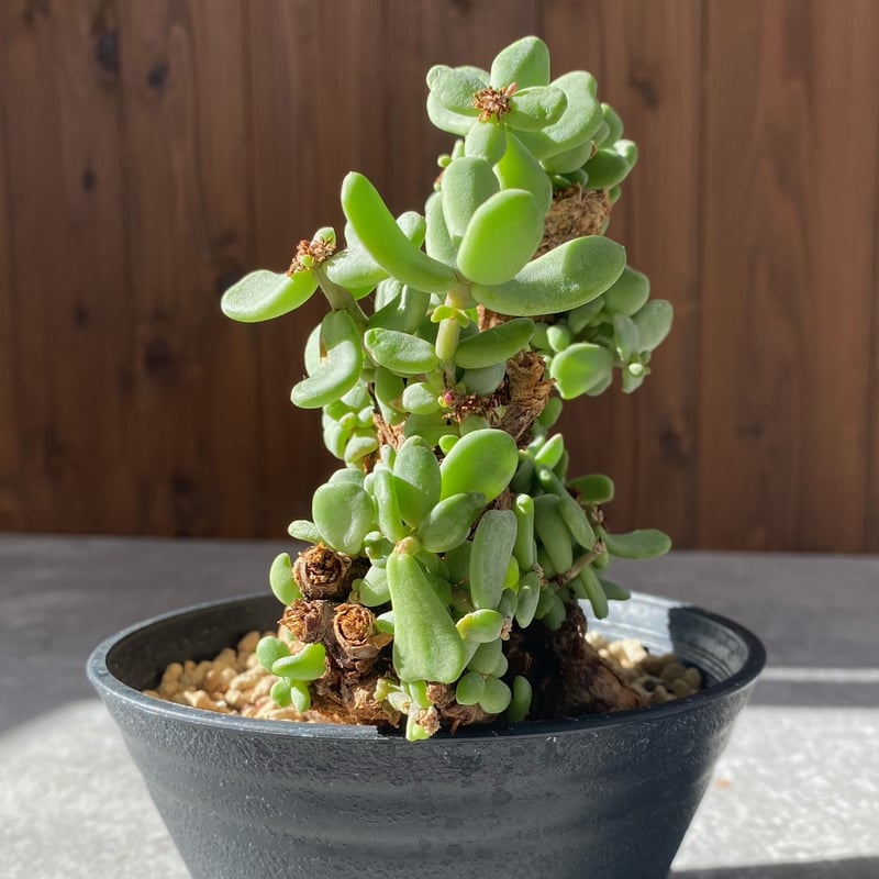 ケラリア ピグマエア No.1694 | misomaru_base