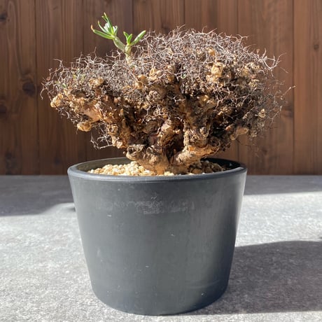 チレコドンレティキュラーツス | STORES