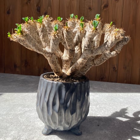 ユーフォルビアギラウミニアナ | STORES