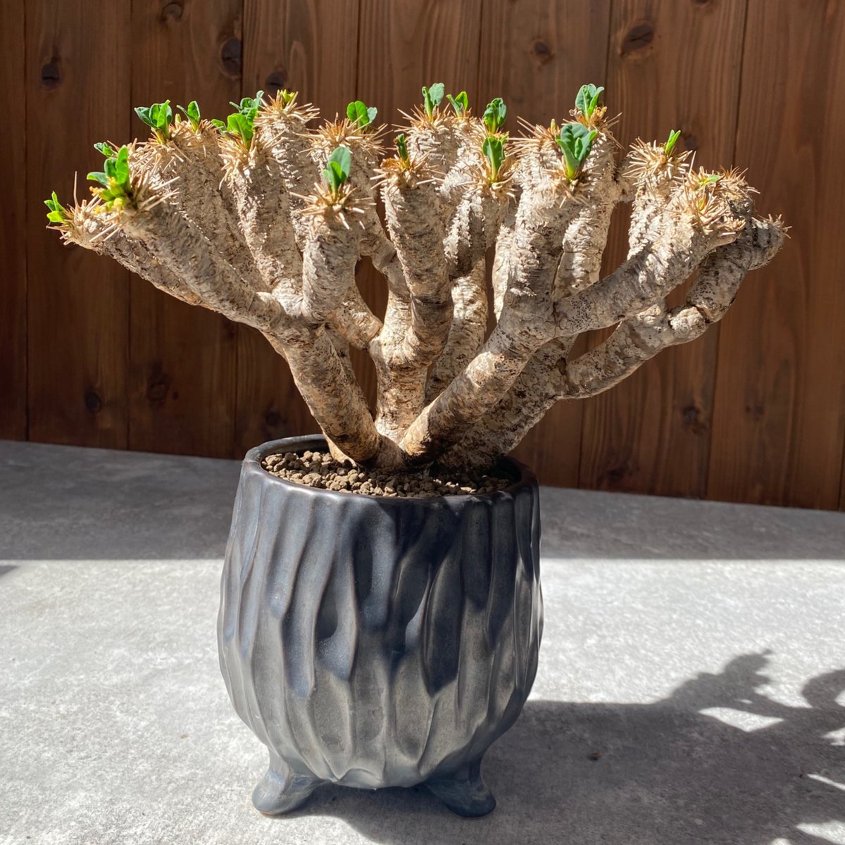 ユーフォルビア ギラウミニアナ No.26-130 | misomaru_base