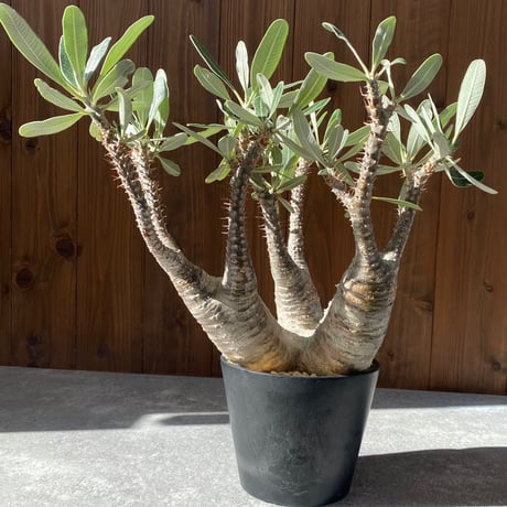 パキポディウムカクチペス | STORES