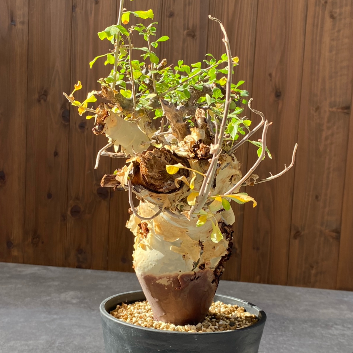 コミフォラ カタフ ターカネンシス No.1526 | misomaru_base