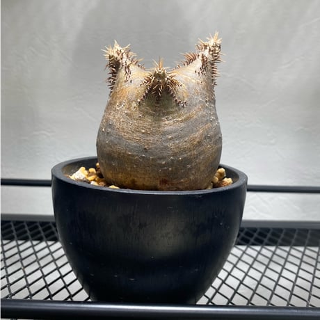 御神木クラス］ パキポディウム グラキリス パキポディウム