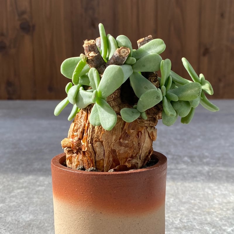 ケラリア ピグマエア No.1450 | misomaru_base