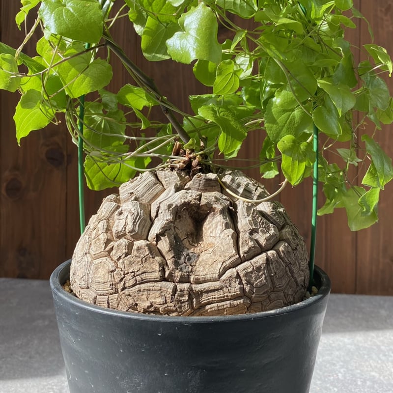 亀甲竜 ディオスコレア エレファンティペス No.26-6 | misomaru_base