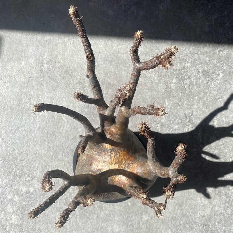 パキポディウム グラキリス No.26-114 | misomaru_base