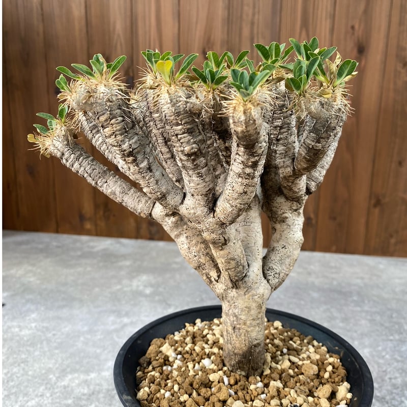 ユーフォルビア ギラウミニアナ No.1496 | misomaru_base