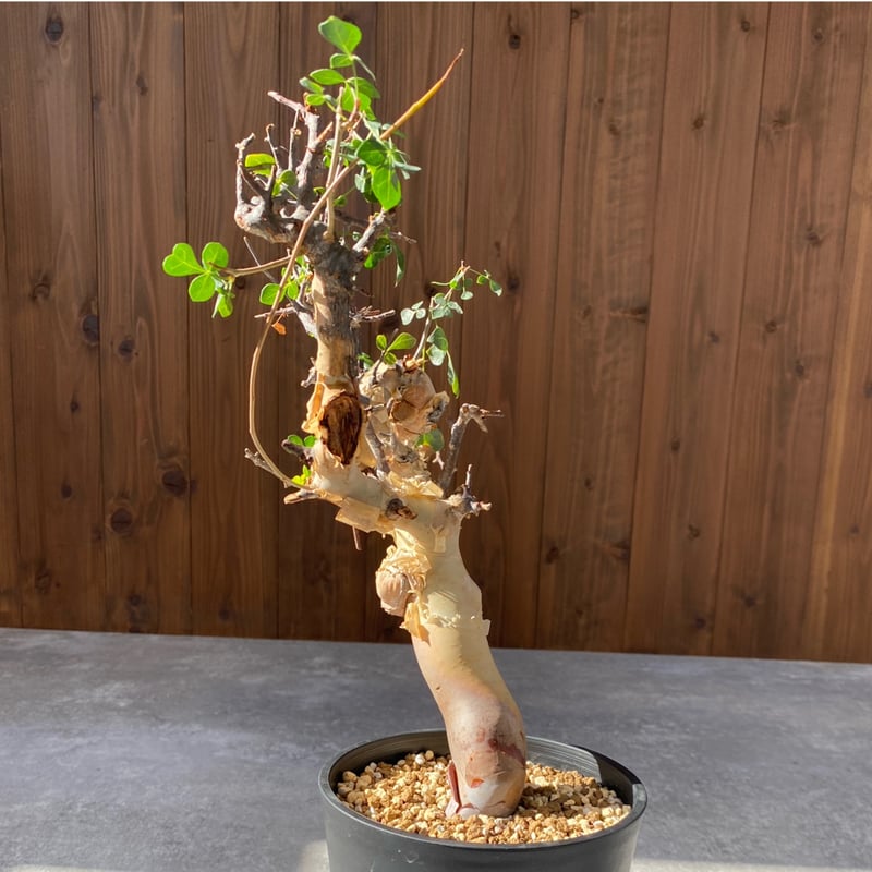 コミフォラ カタフ ピュア No.1418 | misomaru_base