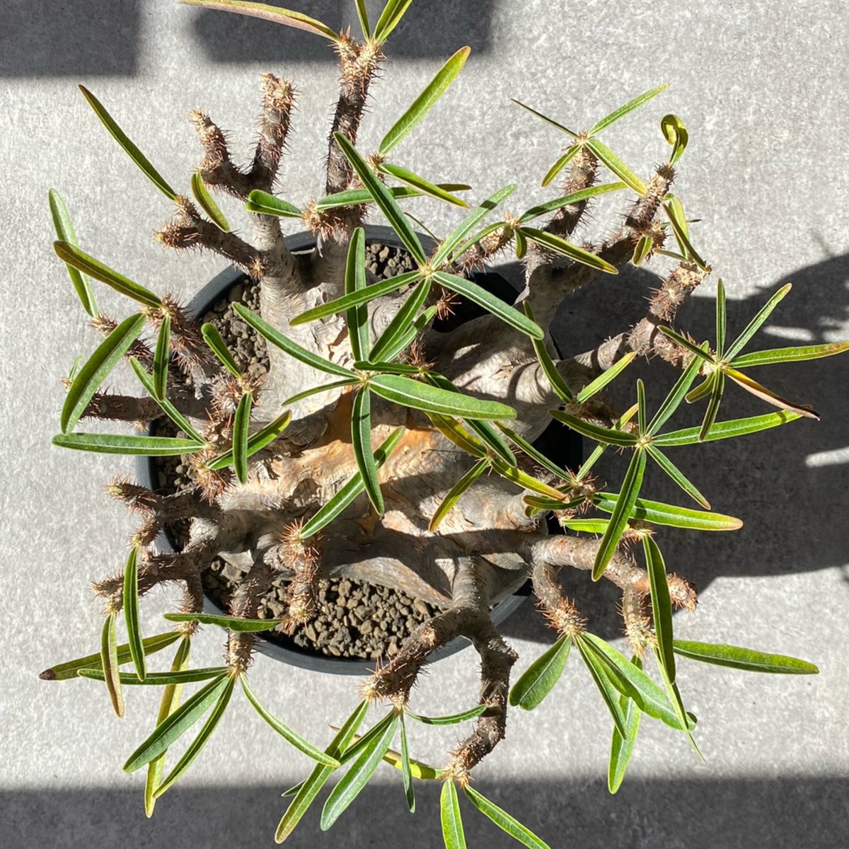 パキポディウム グラキリス No.213 | misomaru_base