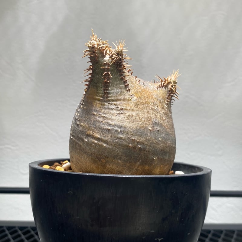 パキポディウム　グラキリス パキポディウム グラキリス No.403 | misomaru_base